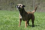 BORDER TERRIER 075